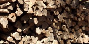 Ghana Teak Wood Logs