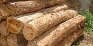 Tanzania Teak Logs