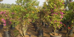 Bougainvillea Glabra