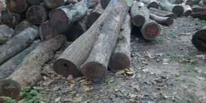Sal Wood Logs