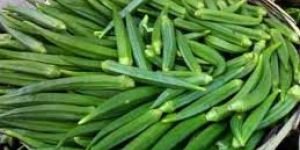 Fresh Okra