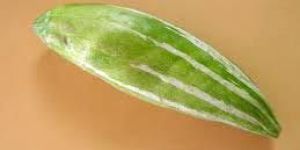 Fresh Snake Gourd