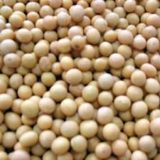 Soybean