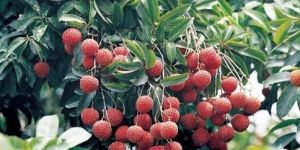 Lichi