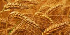 Wheat