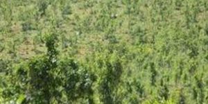 Eco Restoration (Land & Water Bodies)