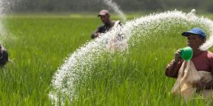 Urea Nitrogen Fertilizer