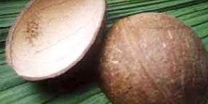 Coconut Oval Shell Ice Cream Cup