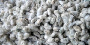 Cotton Seed