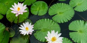 Aquatic Plants