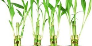 Bamboo Plants