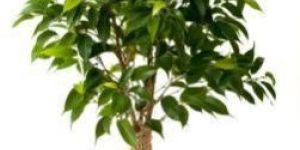Ficus Plants