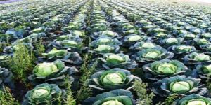 Herbal Pest Controller