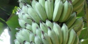 Fresh Bananas