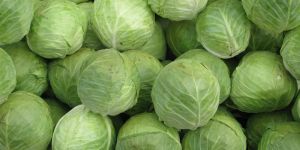 Fresh Cabbage
