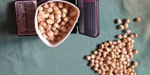 Kabuli Chickpeas