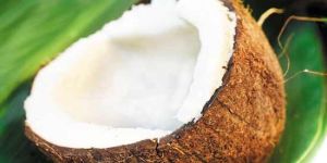 Matured Coconut