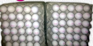 White Chicken Eggs