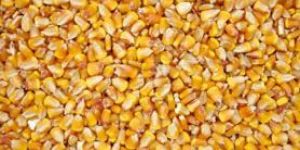 Corn Germ