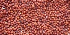 400g Ragi Seeds