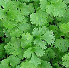 Coriander Leaves Powder