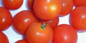 Tomato