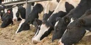 Protein Digest Nutrimin Mzc Powder