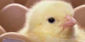 Protein Digest Nutrimin Zmcc Powder