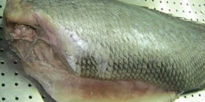 Headless Gutted Ghol Fish