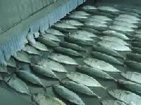 Indian Mackerel