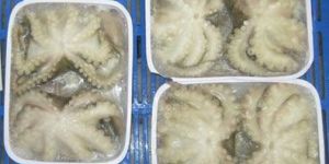 Whole Cleaned Frozen Octopus