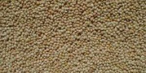 Millet Seeds