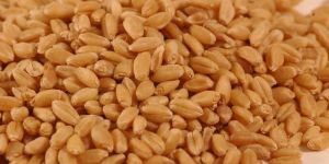 Wheat