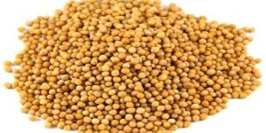 Yellow Mustard Seeds