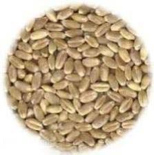 Wheat Seeds