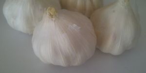 Garlic