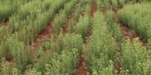 Stevia Cultivation Consultancy