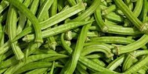 Okra
