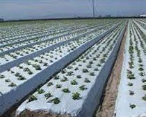 Mulching Films