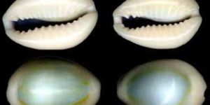 White Cowrie Shell