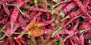 Kashmiri Red Chilli