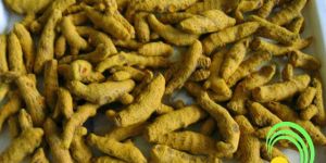 Turmeric Finger - Hybrid