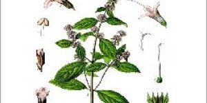 Dementholised Peppermint Oil