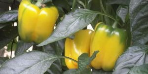 Agricultural Technology Services