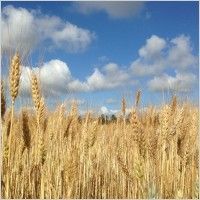 Wheat