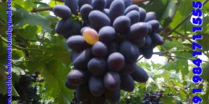 Fresh Thompson, Indian Black Seedless Grapes
