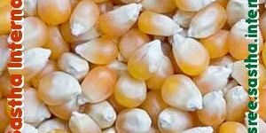 Yellow Maize, Corn for Animal Feed