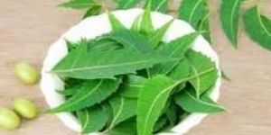 Neem Leaves