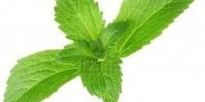Stevia