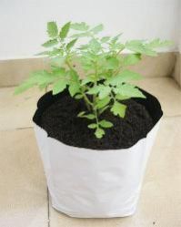 Single Plant Grow Bags